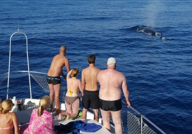 Cetaceos en el oceano canario